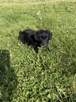 Aussie doodle M, a male Aussiedoodle for sale in Plymouth, IL – 2 of 3