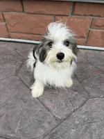 Morkie M, a male Morkie for sale in Plymouth, IL – 2 of 3