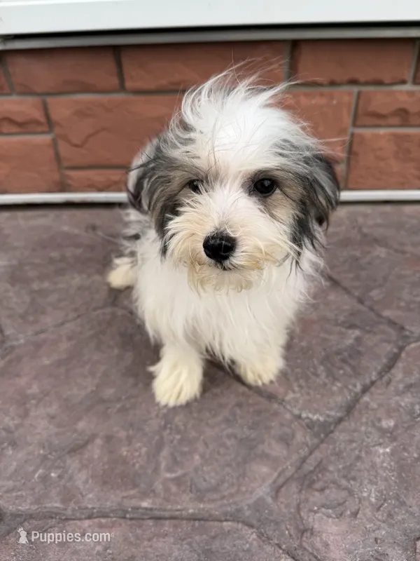 Morkie M – Morkie puppy for sale in Plymouth, IL