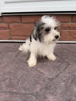 Morkie M, a male Morkie for sale in Plymouth, IL – 3 of 3
