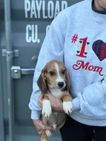 Mini beagle 2, a male Beagle for sale in Plymouth, IL – 3 of 3