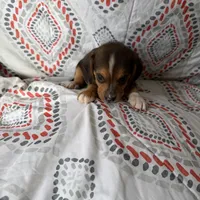 Mini beagle 1, a male Beagle for sale in Plymouth, IL – Photo 2 of 3