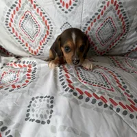 Mini beagle 1, a male Beagle for sale in Plymouth, IL – Photo 1 of 3