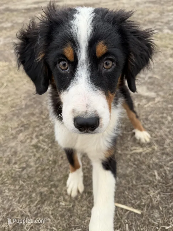 Bernese/ aussie – Australian Shepherd, Bernese Mountain Dog puppy for sale in Plymouth, IL