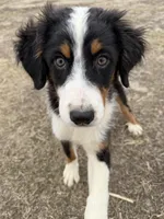 Bernese/ aussie, a male Australian Shepherd and Bernese Mountain Dog for sale in Plymouth, IL – Photo 5 of 5