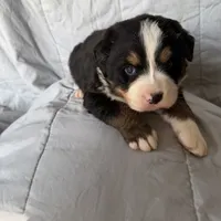 Bernese/ aussie, a male Australian Shepherd and Bernese Mountain Dog for sale in Plymouth, IL – Photo 3 of 5