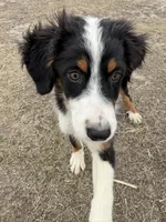 Bernese/ aussie, a male Australian Shepherd and Bernese Mountain Dog for sale in Plymouth, IL – Photo 4 of 5