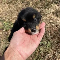 Mini male, a male Miniature Australian Shepherd for sale in Plymouth, IL – Photo 1 of 2