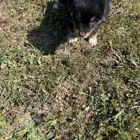Mini male, a male Miniature Australian Shepherd for sale in Plymouth, IL – Photo 2 of 2
