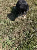 Mini male, a male Miniature Australian Shepherd for sale in Plymouth, IL – Photo 2 of 2