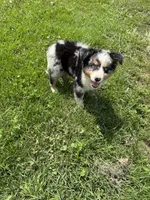 Bernese/aussie F, a female Australian Shepherd and Bernese Mountain Dog for sale in Plymouth, IL – 2 of 2