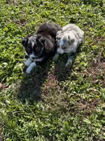 Mini Aussie, a male Miniature Australian Shepherd for sale in Plymouth, IL – 3 of 4