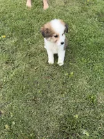 Great bernese, a male Bernese Mountain Dog and Great Pyrenees for sale in Plymouth, IL – 2 of 3
