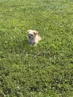 F maltipoo 2, a female Maltipoo for sale in Plymouth, IL – 2 of 2