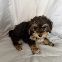 Morkie F, a female Morkie for sale in Plymouth, IL – Photo 2 of 3