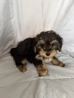 Morkie F, a female Morkie for sale in Plymouth, IL – Photo 2 of 3