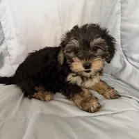 Morkie F, a female Morkie for sale in Plymouth, IL – Photo 1 of 3