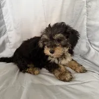 Morkie F, a female Morkie for sale in Plymouth, IL – Photo 3 of 3