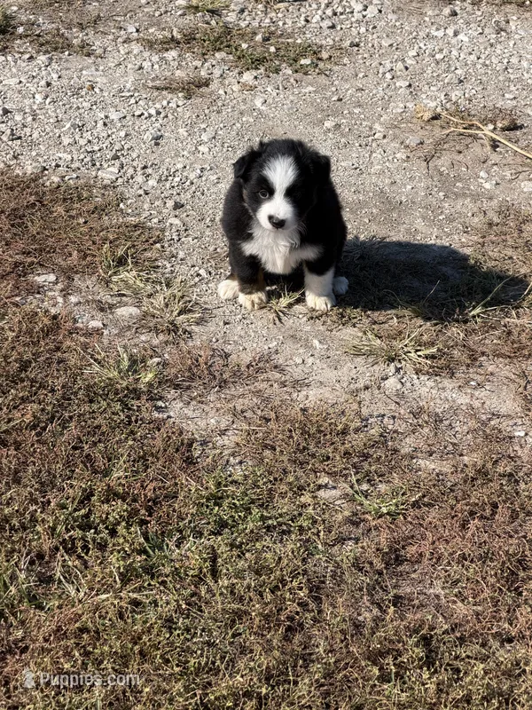 Mini aussie 2 – Miniature Australian Shepherd puppy for sale in Plymouth, IL