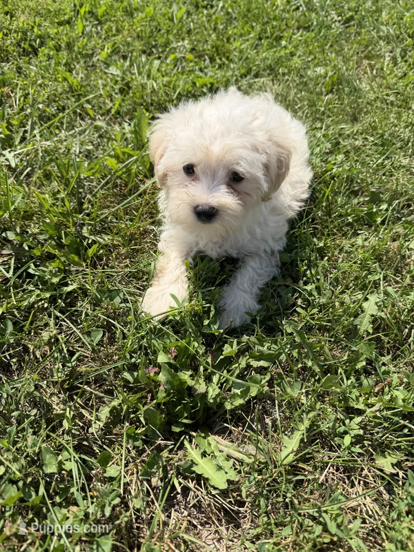 Maltipoo m 4 – Maltipoo puppy for sale in Plymouth, IL