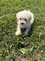 Maltipoo m 4, a male Maltipoo for sale in Plymouth, IL – 1 of 2