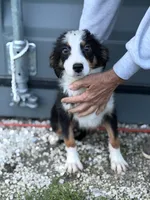 Male 3, a female Australian Shepherd and Bernese Mountain Dog for sale in Plymouth, IL – 2 of 3
