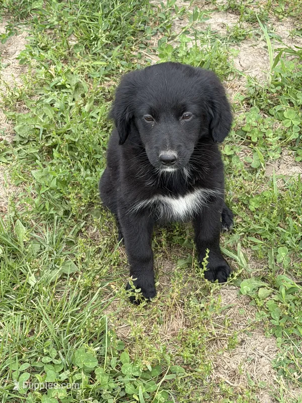 Golden Bernese M – Bernese Mountain Dog, Golden Retriever puppy for sale in Plymouth, IL