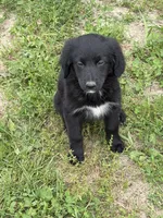 Golden Bernese M, a male Bernese Mountain Dog and Golden Retriever for sale in Plymouth, IL – 1 of 2