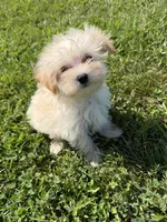 Maltipoo F, a female Maltipoo for sale in Plymouth, IL – 2 of 2
