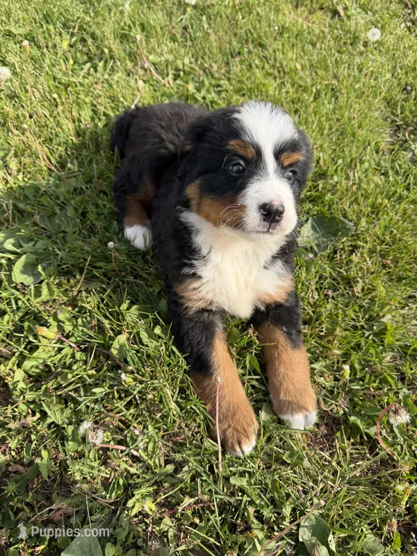 Bernese F – Bernese Mountain Dog puppy for sale in Plymouth, IL