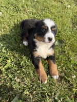 Bernese F, a female Bernese Mountain Dog for sale in Plymouth, IL – 1 of 4
