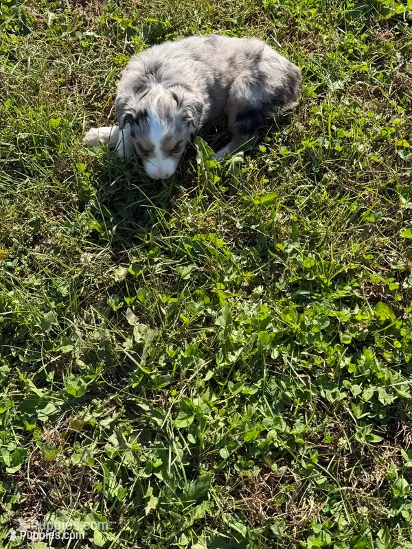 Mini Aussie – Miniature Australian Shepherd puppy for sale in Plymouth, IL