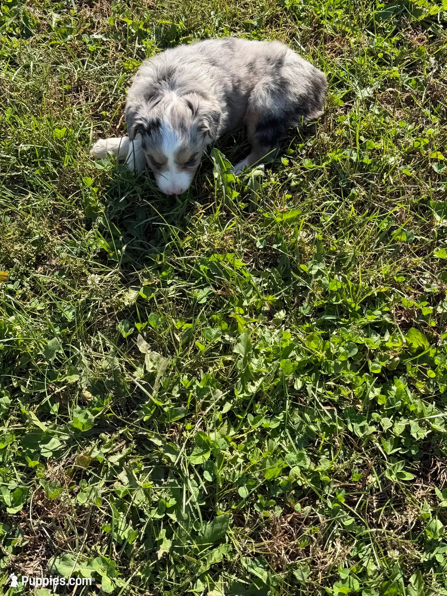 Mini Aussie, a male Miniature Australian Shepherd for sale in Plymouth, IL – 1 of 4