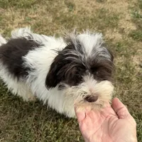Shorkie M, a male Shorkie for sale in Plymouth, IL – Photo 2 of 2