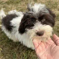 Shorkie M, a male Shorkie for sale in Plymouth, IL – Photo 1 of 2
