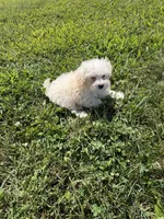 Maltipoo M 3, a male Maltipoo for sale in Plymouth, IL – 2 of 2