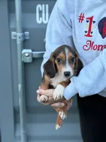 Mini beagle 3, a male Beagle for sale in Plymouth, IL – 2 of 2