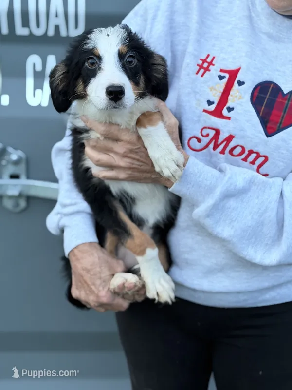 Male 3 – Australian Shepherd, Bernese Mountain Dog puppy for sale in Plymouth, IL
