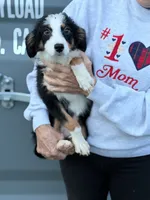 Male 3, a female Australian Shepherd and Bernese Mountain Dog for sale in Plymouth, IL – 1 of 3
