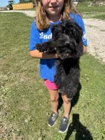 Morkie F 3, a female Morkie for sale in Plymouth, IL – 3 of 3