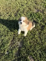 Great Bernese, a male Bernese Mountain Dog and Great Pyrenees for sale in Plymouth, IL – 2 of 3