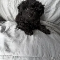 Yorkiepoo M, a male Yorkipoo for sale in Plymouth, IL – Photo 2 of 2