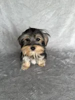 Morkie F, a female Morkie for sale in Plymouth, IL – 3 of 3