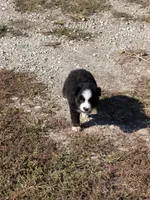 Mini aussie 2, a male Miniature Australian Shepherd for sale in Plymouth, IL – 2 of 2