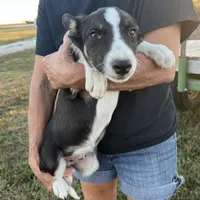 Border collie M, a male Border Collie for sale in Plymouth, IL – Photo 2 of 3