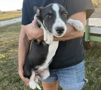 Border collie M, a male Border Collie for sale in Plymouth, IL – Photo 2 of 3