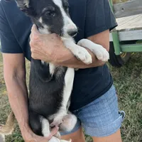 Border collie M, a male Border Collie for sale in Plymouth, IL – Photo 3 of 3