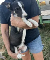 Border collie M, a male Border Collie for sale in Plymouth, IL – Photo 3 of 3