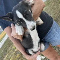 Border collie M, a male Border Collie for sale in Plymouth, IL – Photo 1 of 3