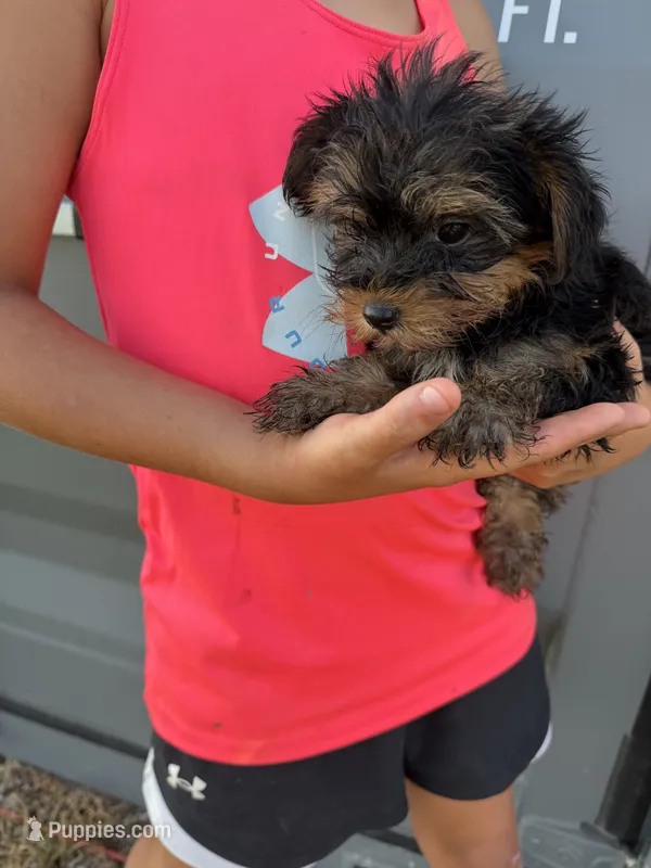 Morkie.  – Morkie puppy for sale in Plymouth, IL